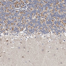 KIF26B Antibody, Novus Biologicals:Antibodies:Primary Antibodies
